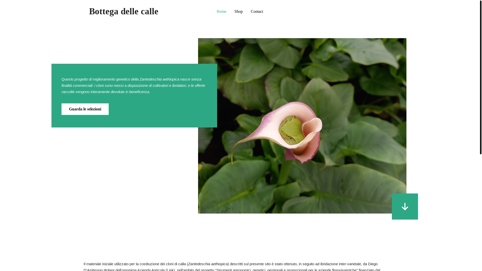 website screenshot of https://bottegadellecalle.it/