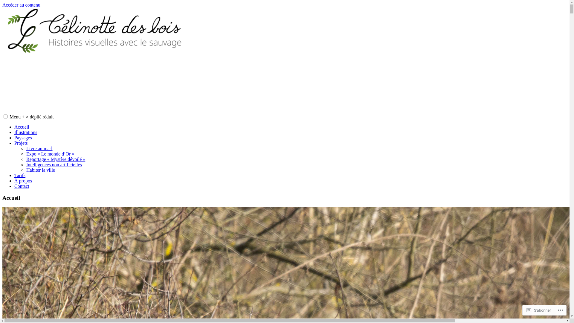 website screenshot of https://celinottedesbois.com/