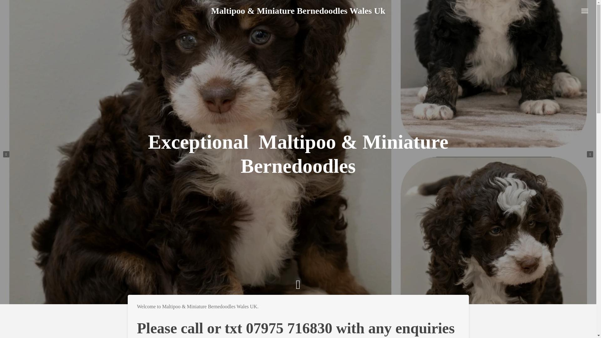 website screenshot of https://maltipoominiaturebernedoodleswalesuk.com/