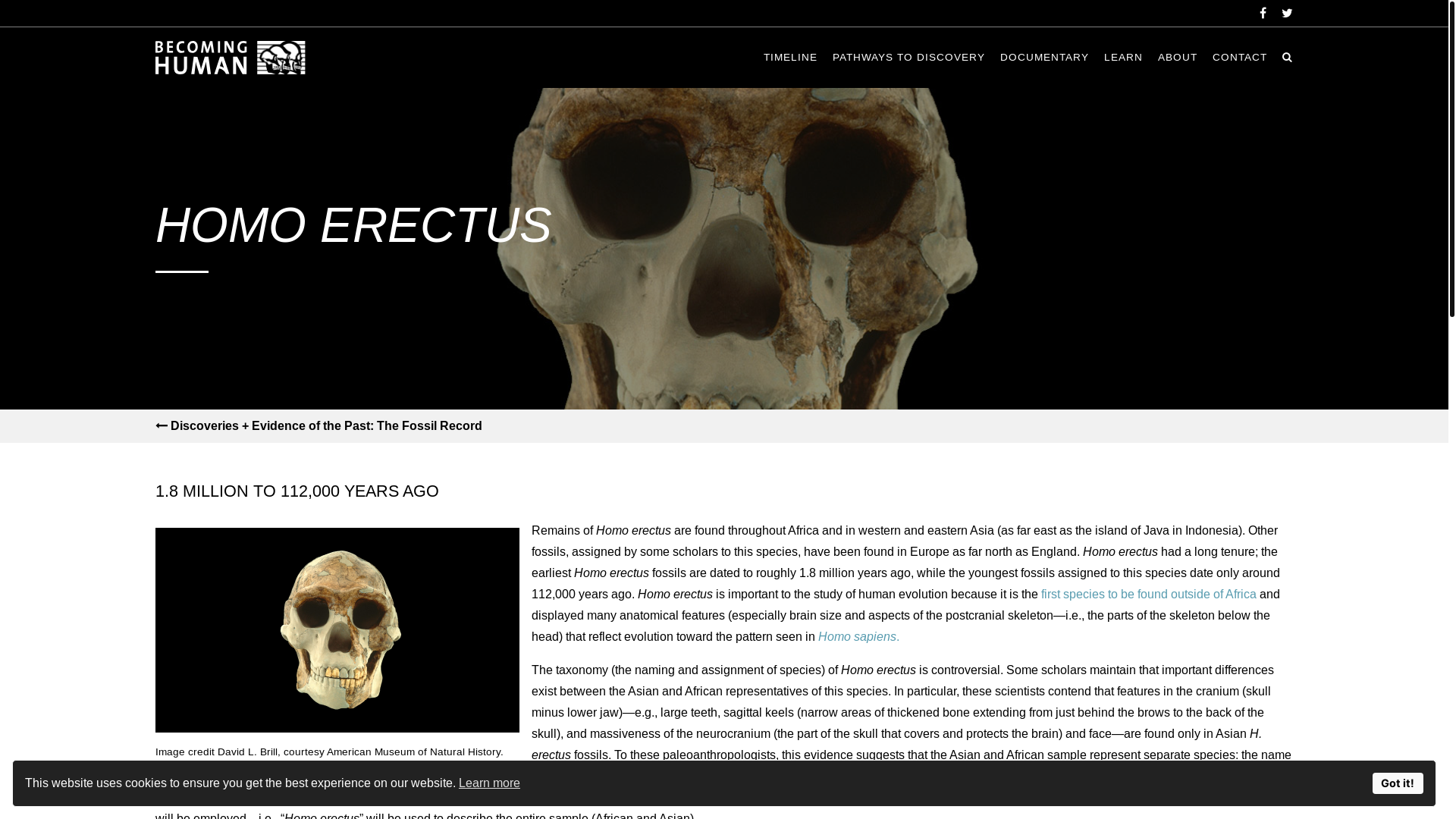 website screenshot of https://becominghuman.org/hominin-fossils/homo-erectus/