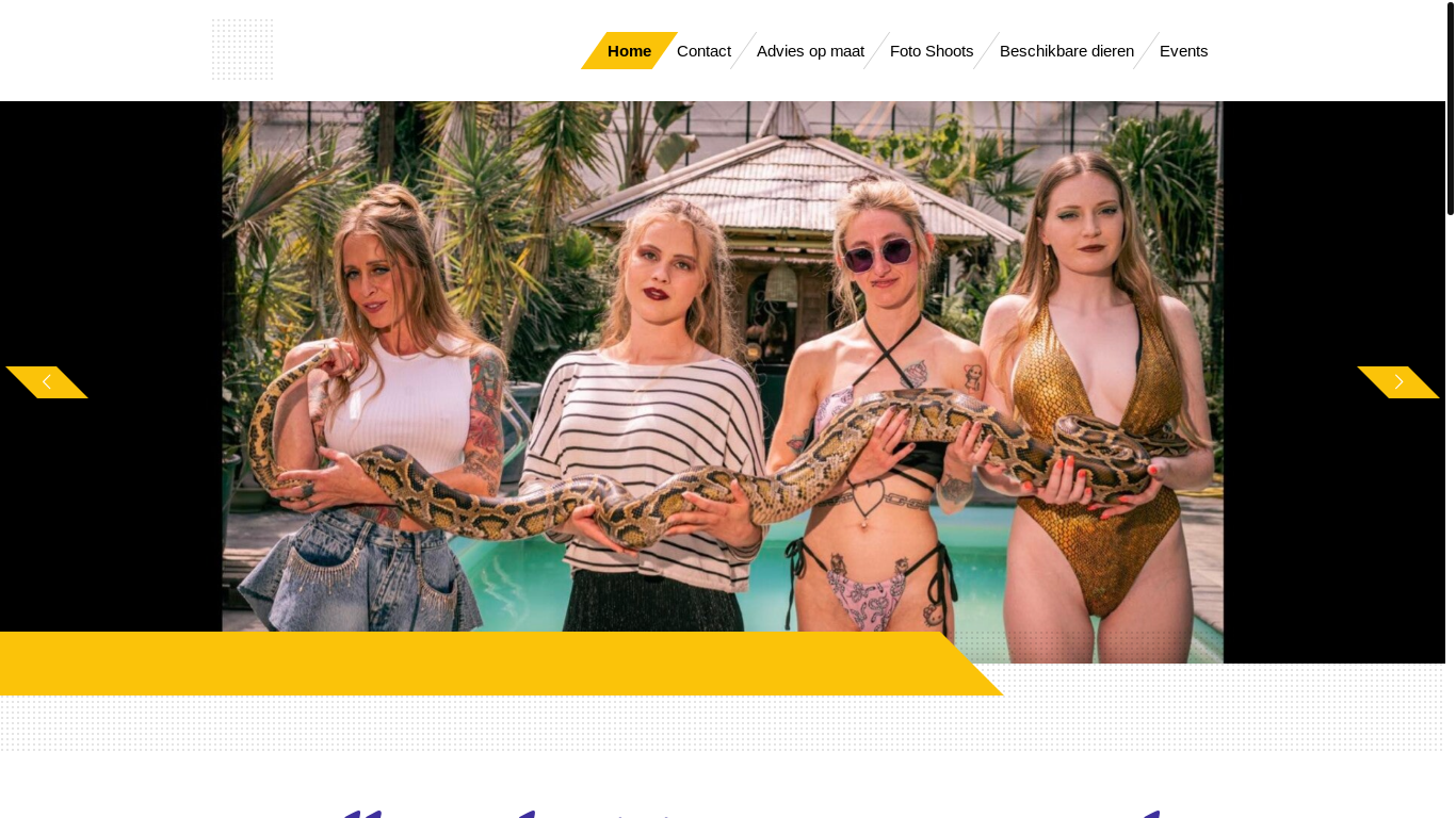 website screenshot of https://terranovareptiles.be/