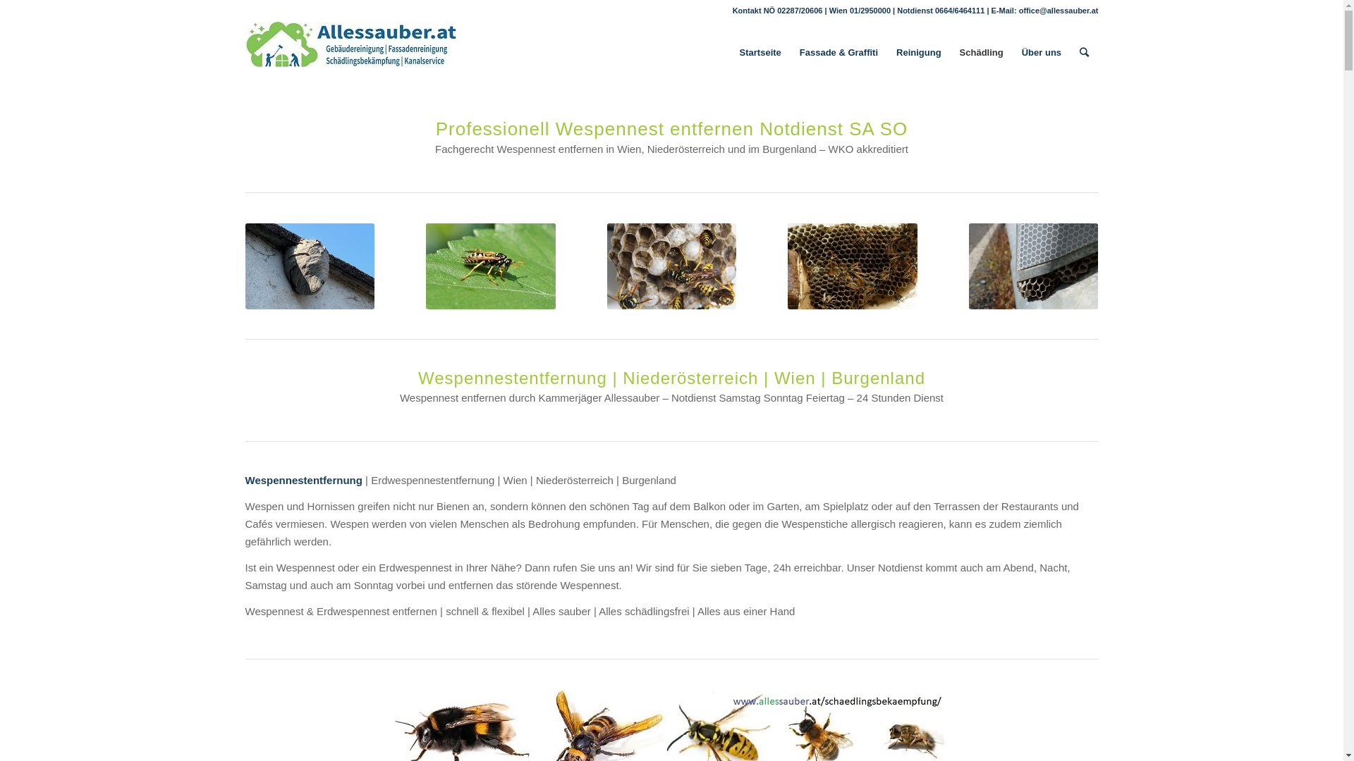 website screenshot of https://wespennester.at/