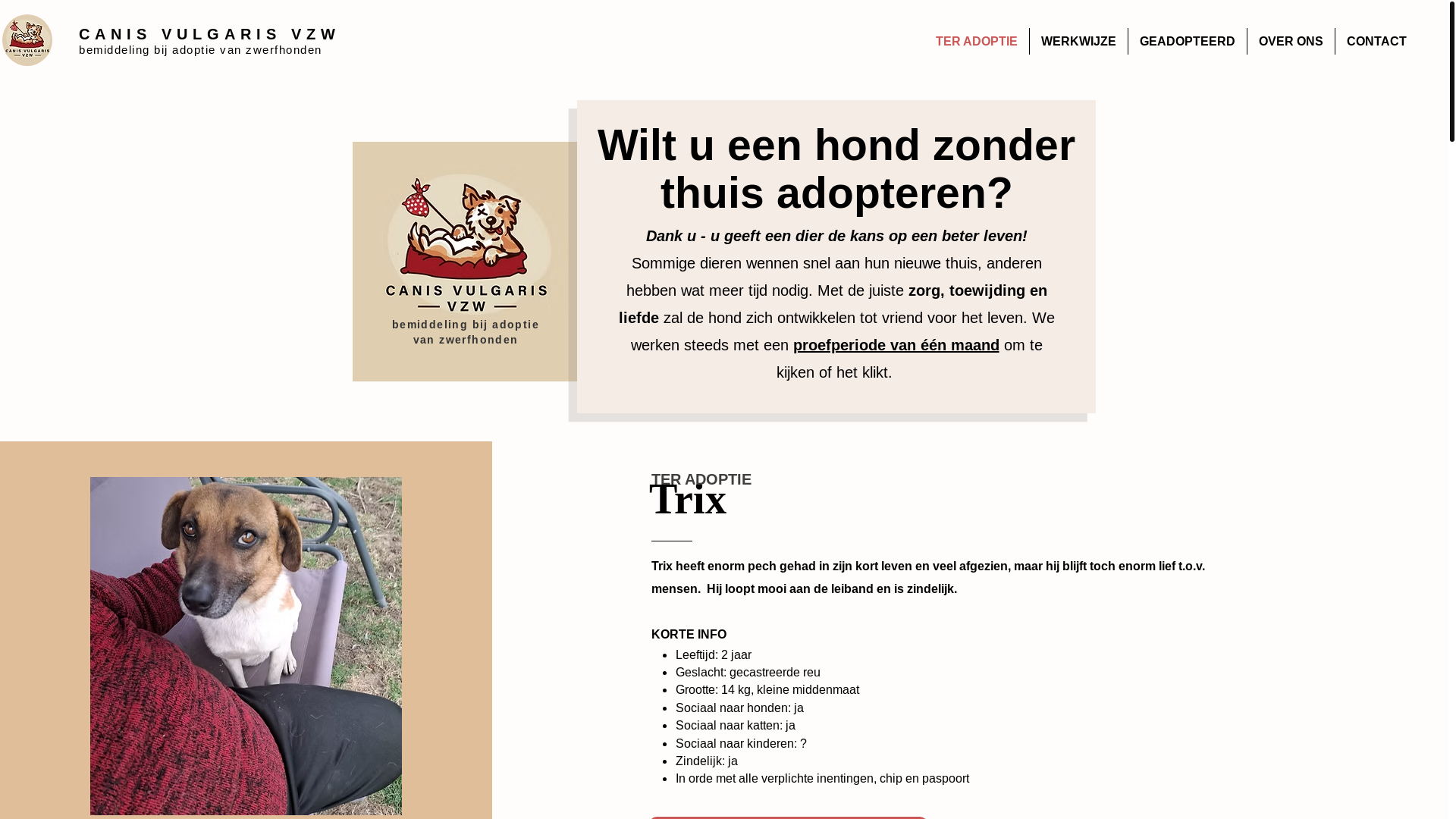 website screenshot of https://canisvulgaris.be/