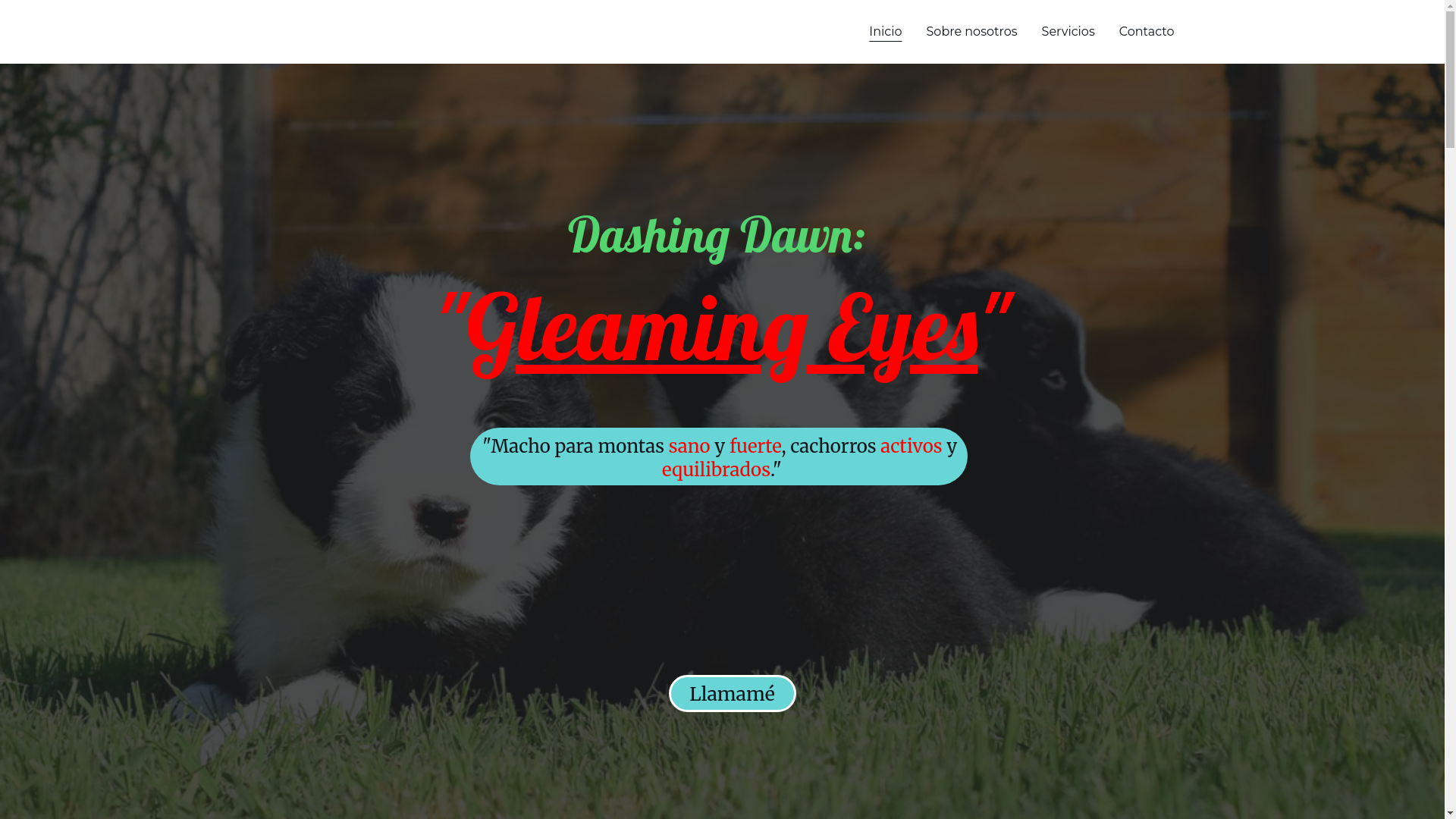 website screenshot of https://bordercolliedequimera.es/