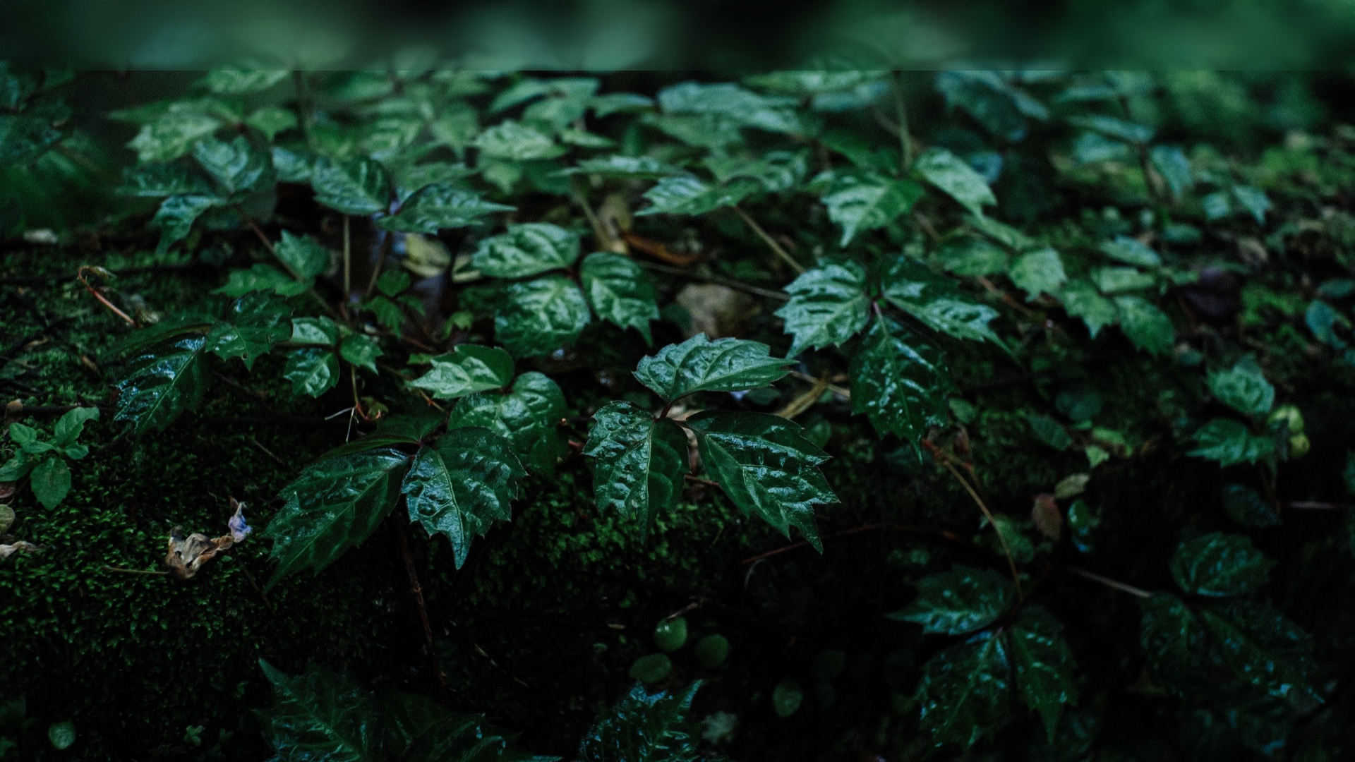 website screenshot of https://echolumi.xyz/