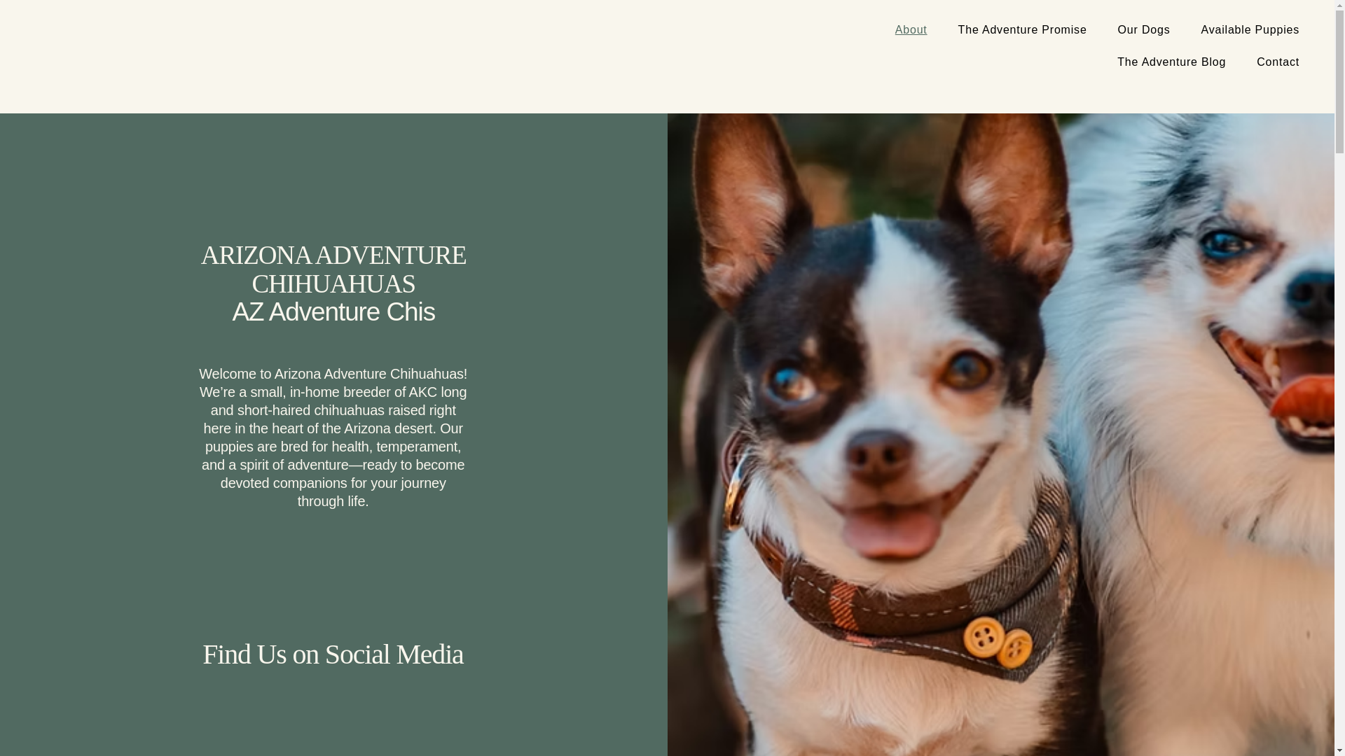 website screenshot of https://azadventurechis.com/