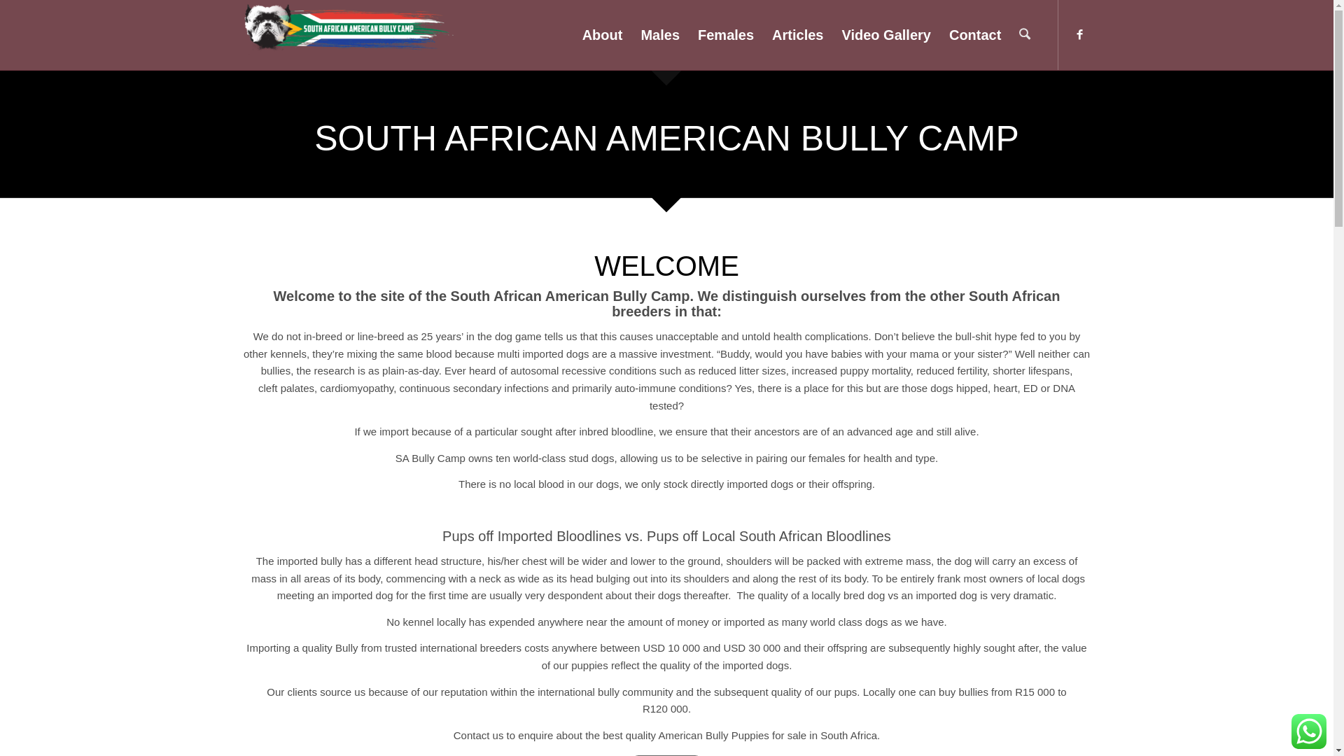 website screenshot of https://southafricanamericanbullycamp.co.za/