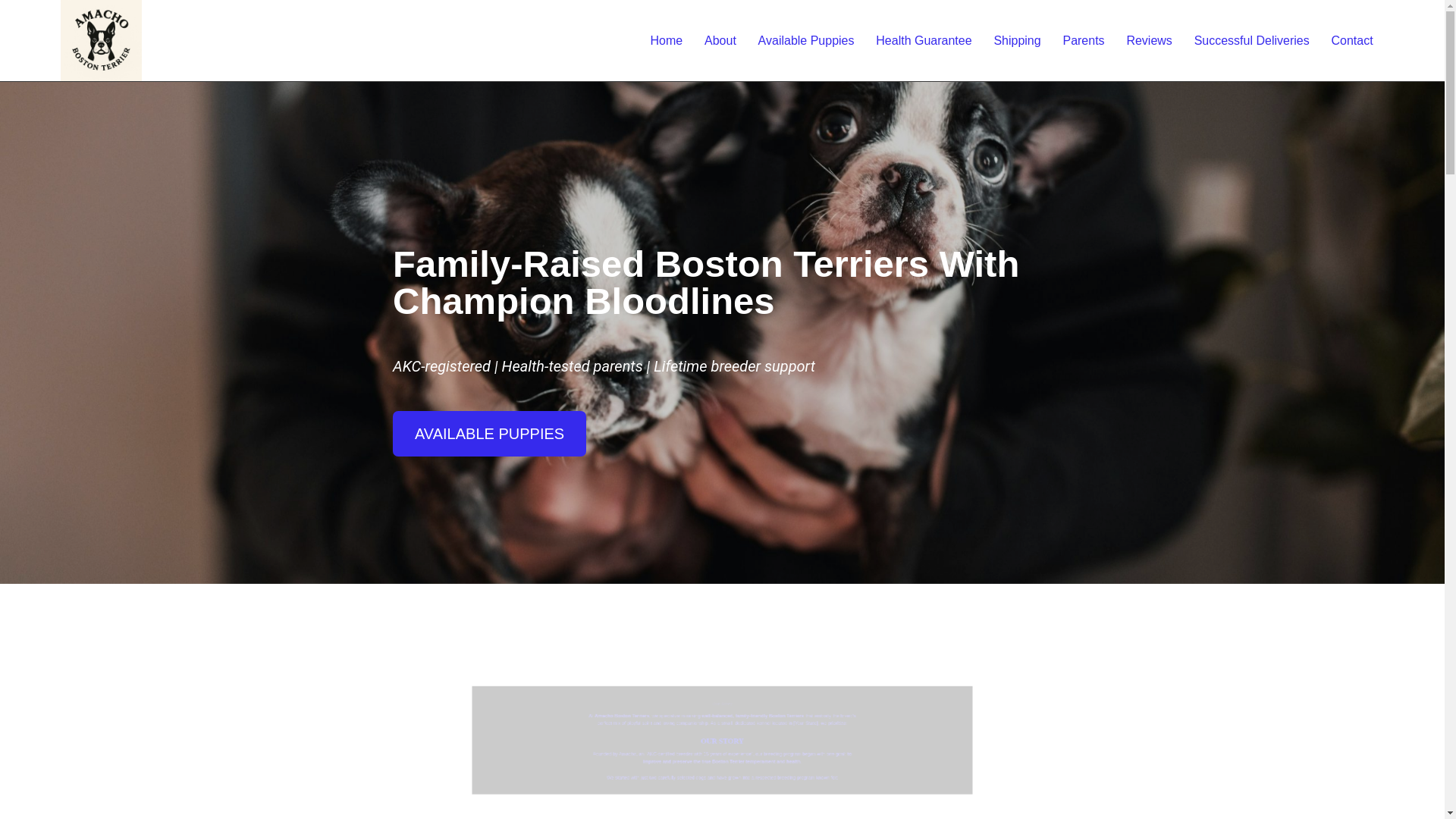 website screenshot of https://amachobostonterriepuppies.com/