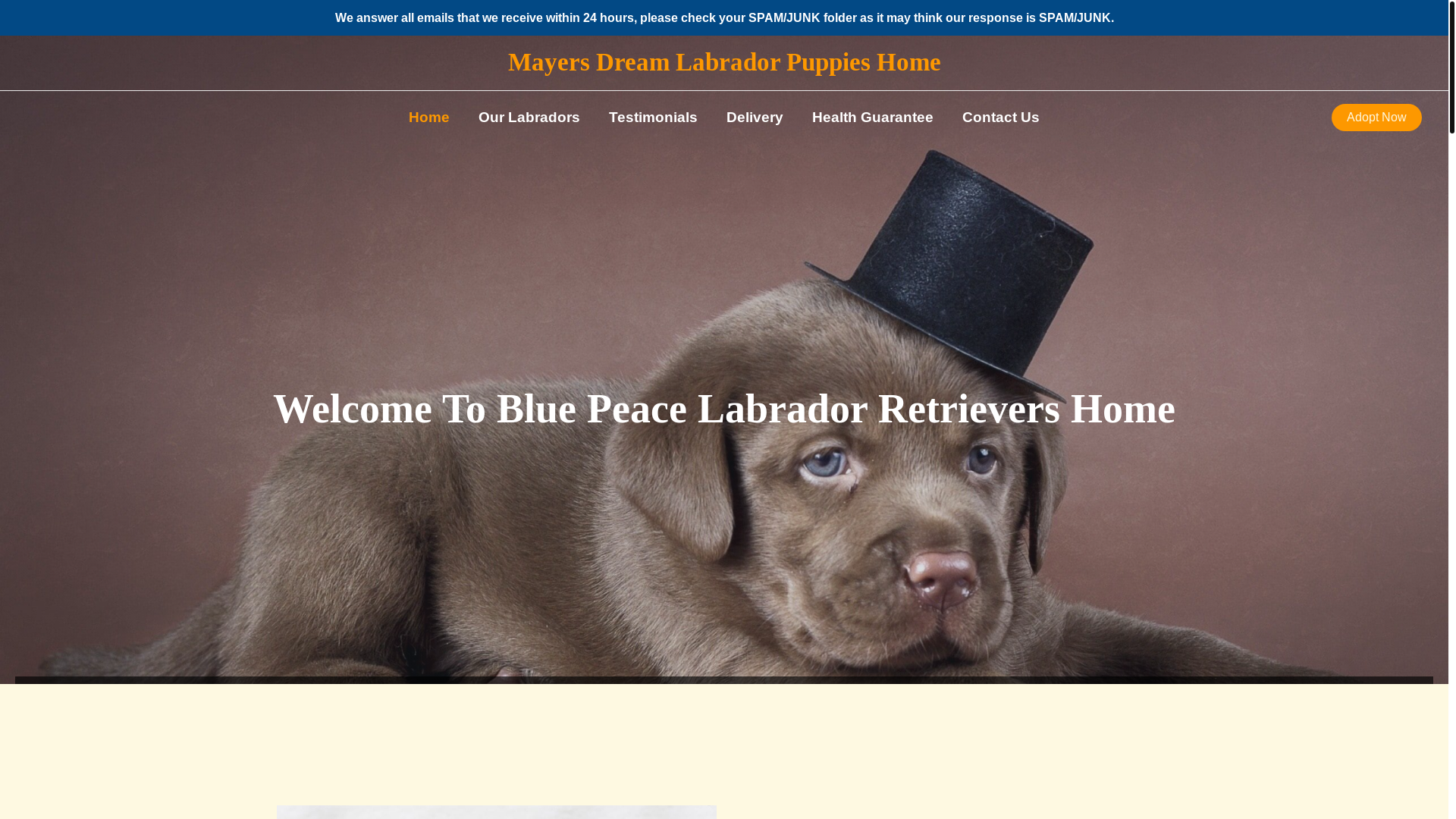 website screenshot of https://mayersdreamlabradorpuppieshome.com/