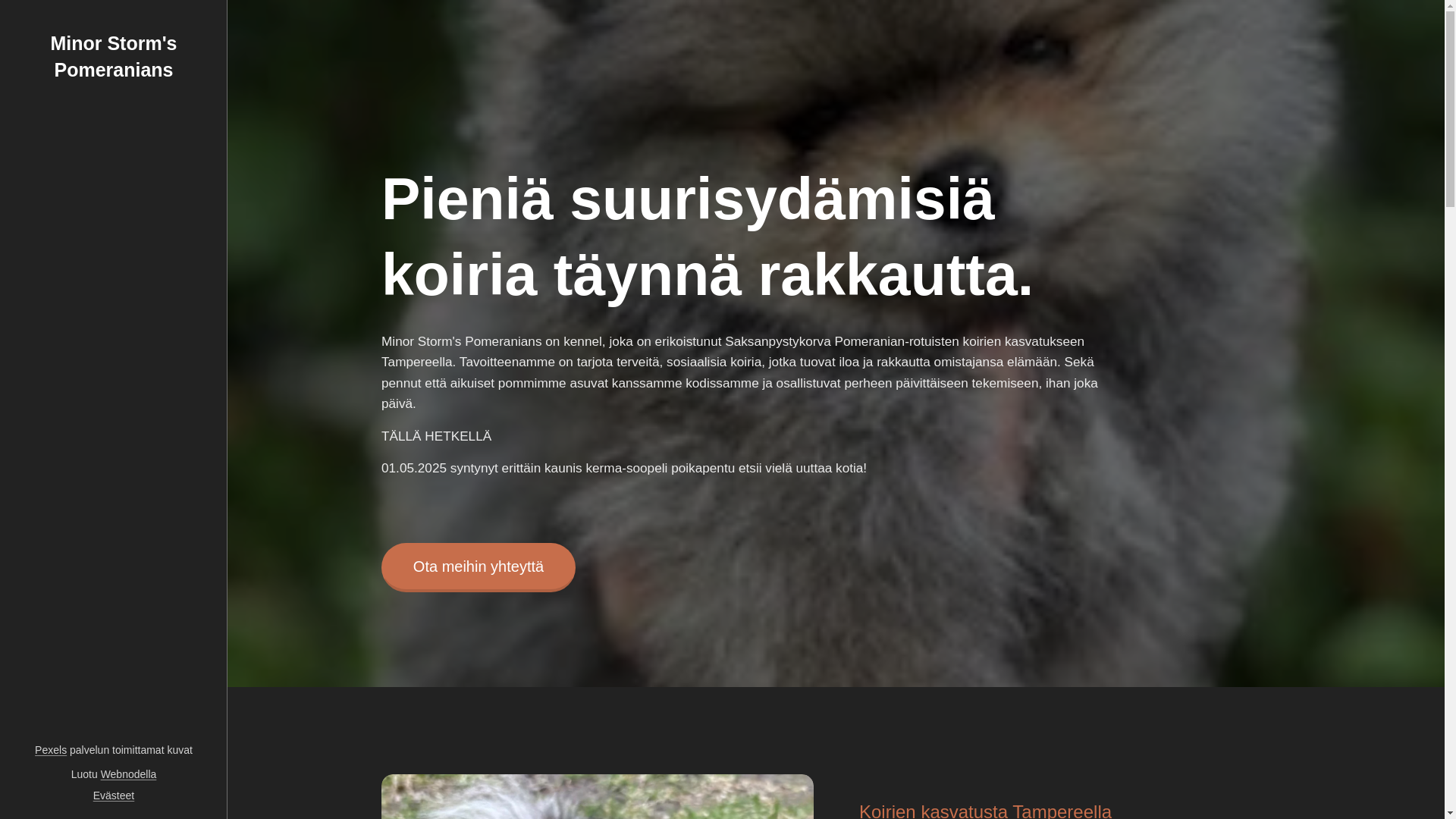 website screenshot of https://minorstormspomeranians.com/