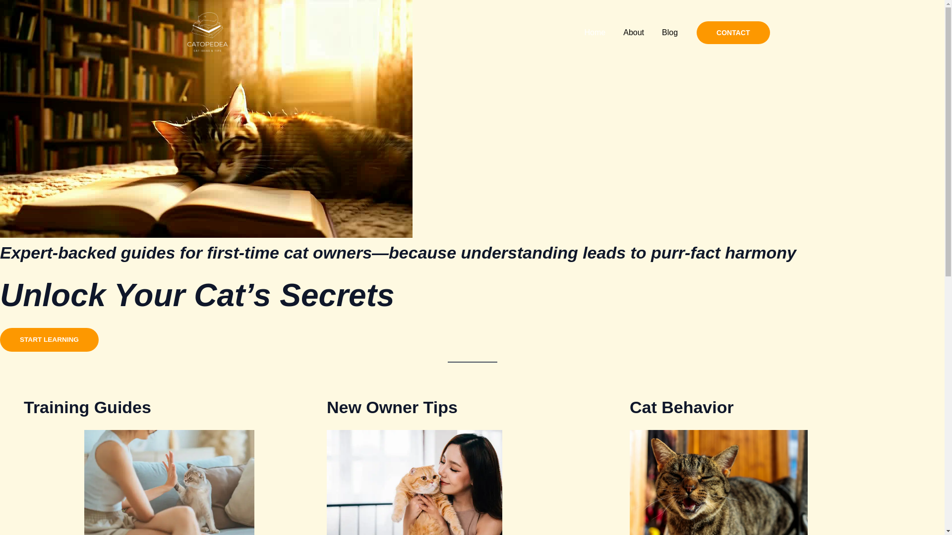 website screenshot of https://catopedea.com/