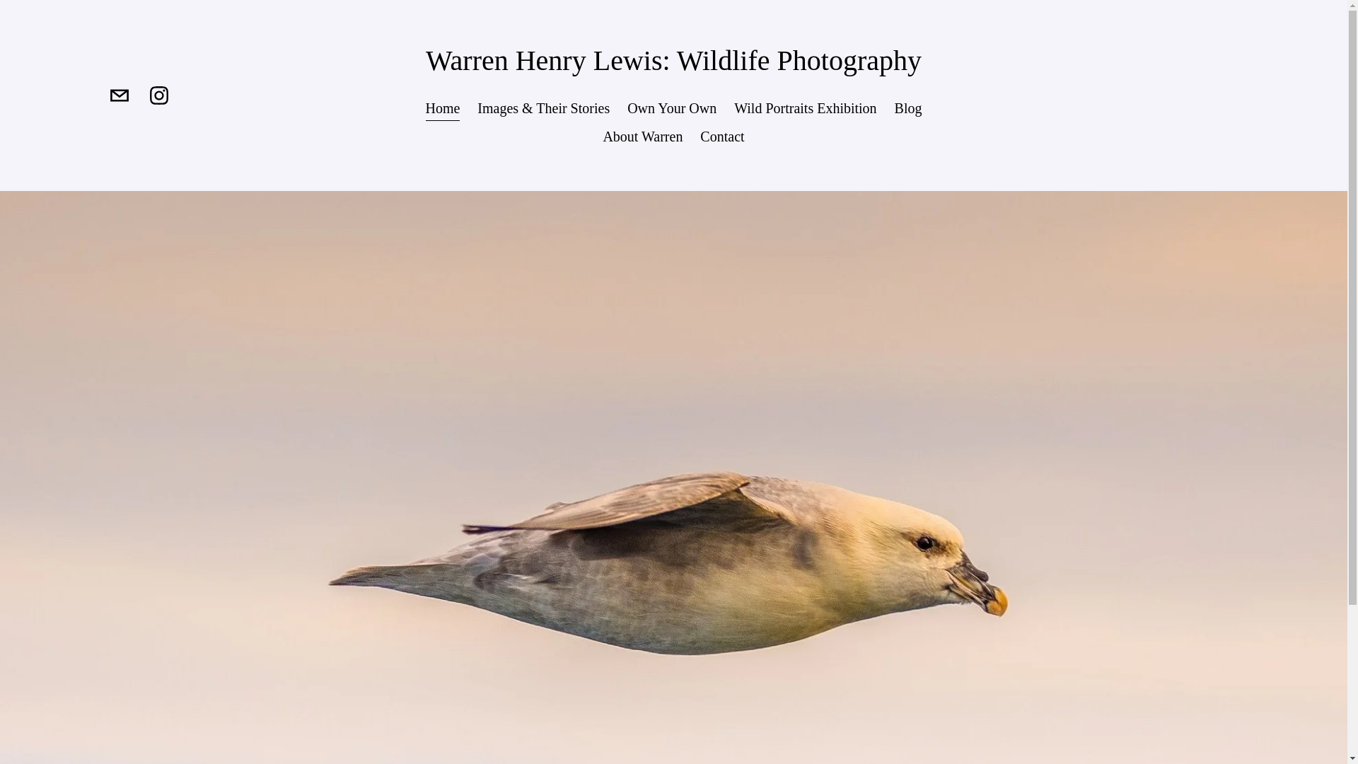 website screenshot of https://wildlifeportraits.studio/
