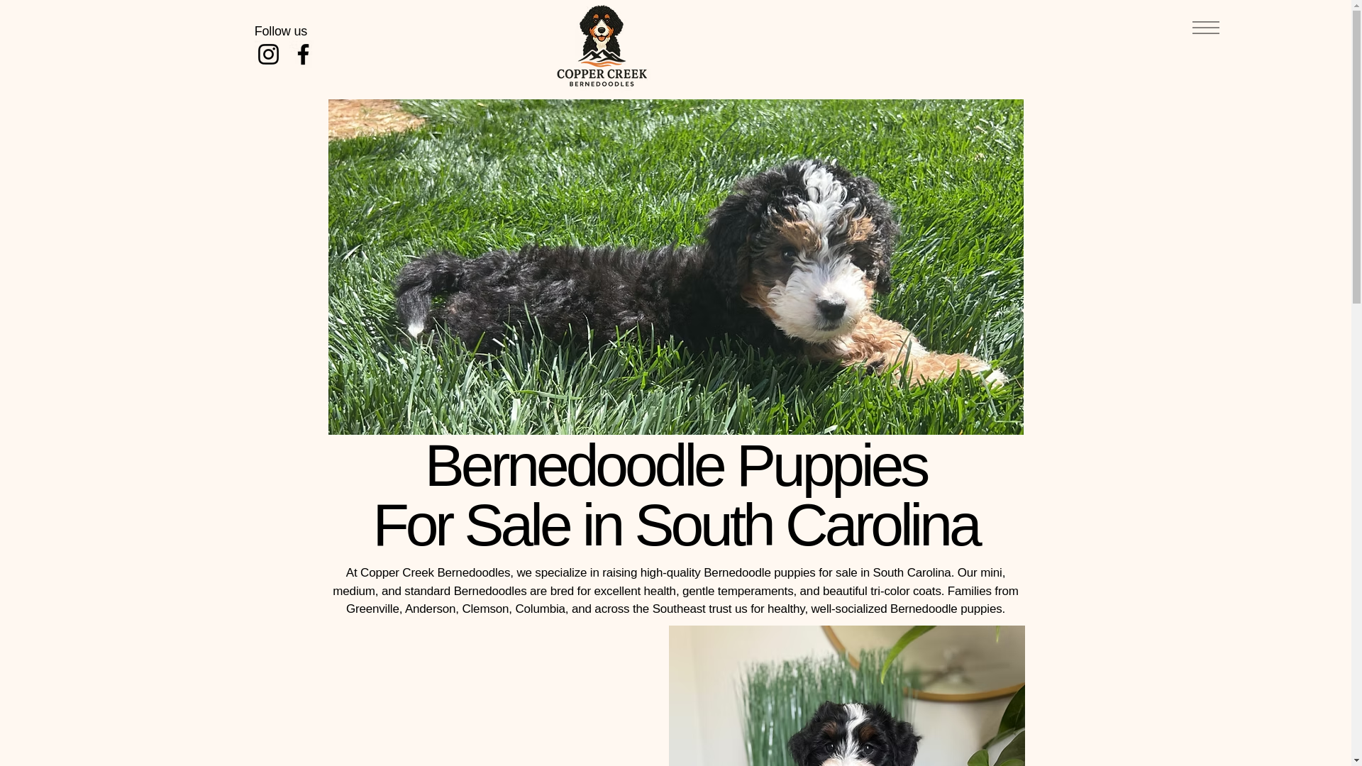 website screenshot of https://coppercreekbernedoodles.com/