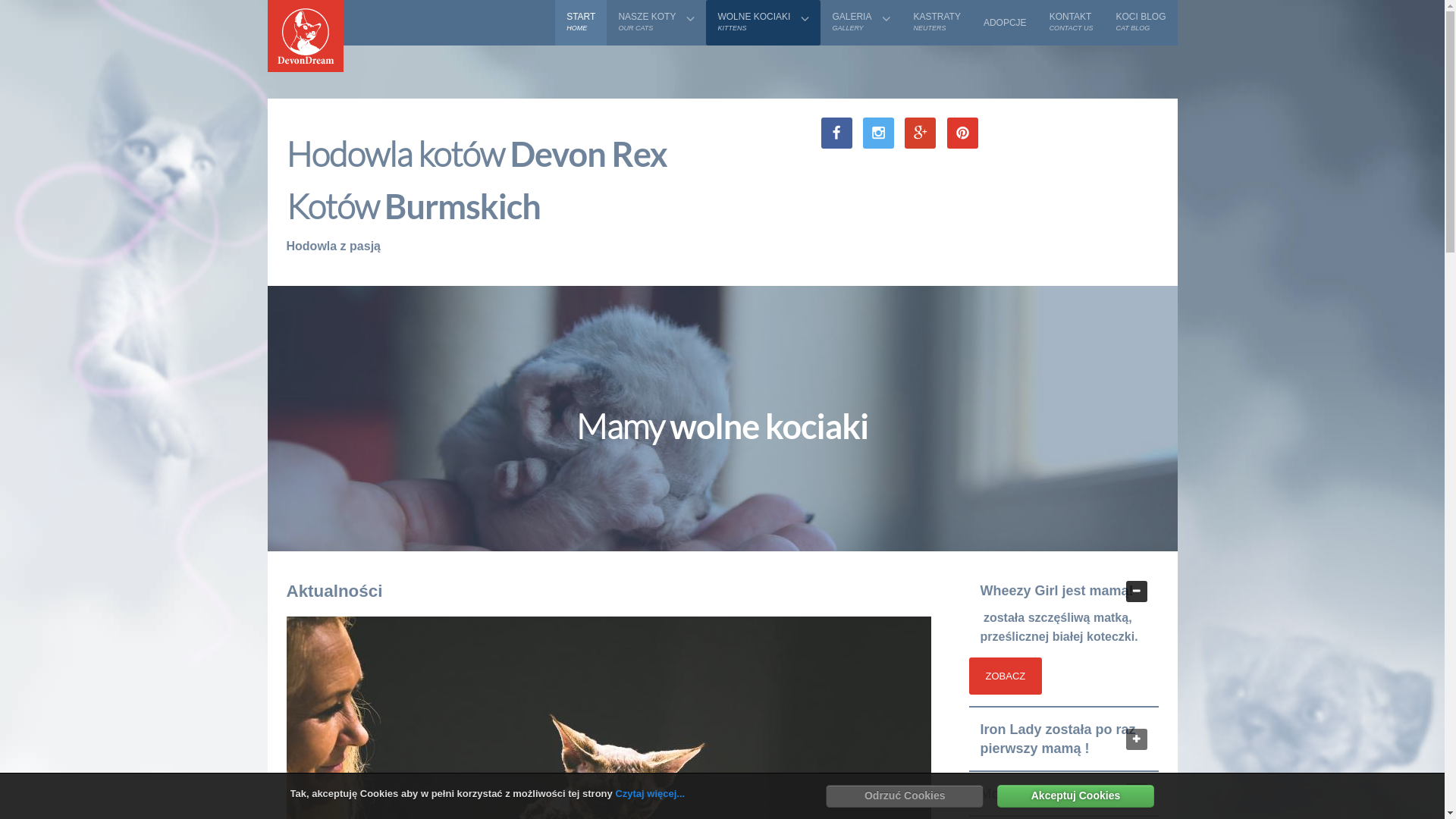 website screenshot of https://devondream.eu/